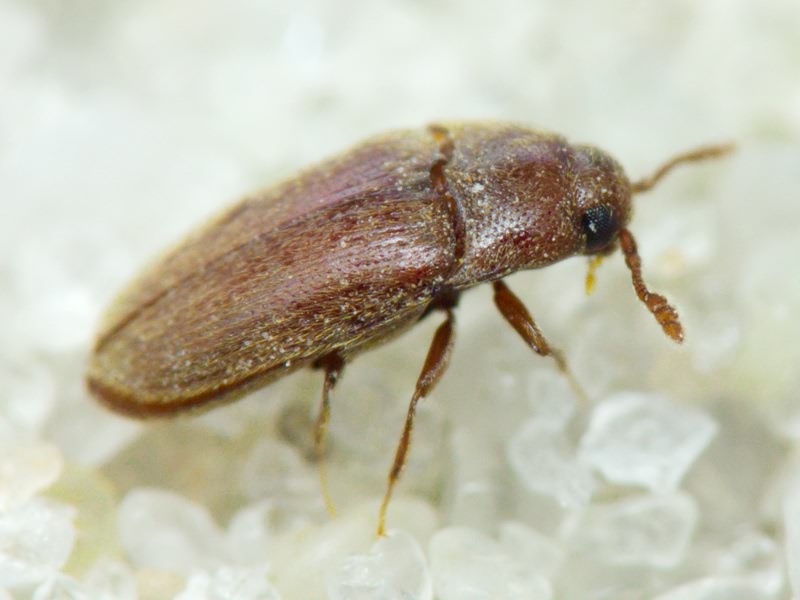 Aulonothroscus brevicollis (Bonvouloir, 1859)